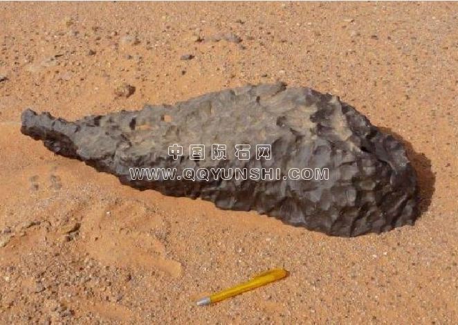 The biggest specimen found, 83 kilo\'s.jpg
