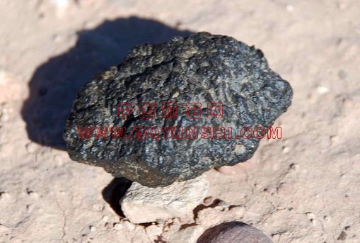 lm_nwa_4936_in_field[1].jpg