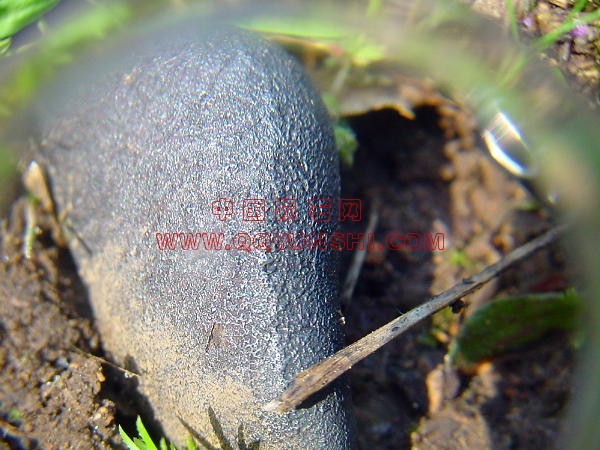 sm12insitu-macro07tn[1].jpg