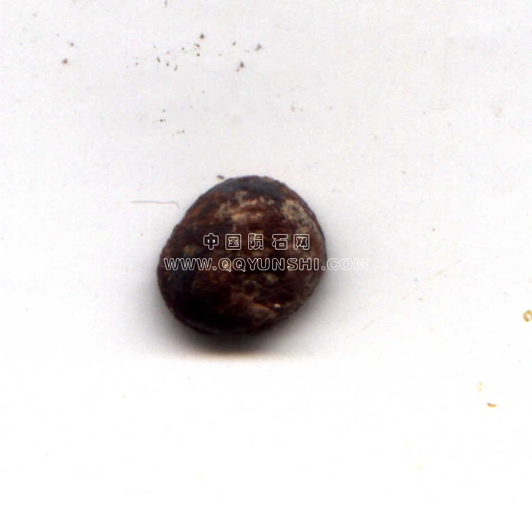 tazaori39[1]第2名：杰森-菲利普斯- 0.390克塔扎- （铁）.jpg