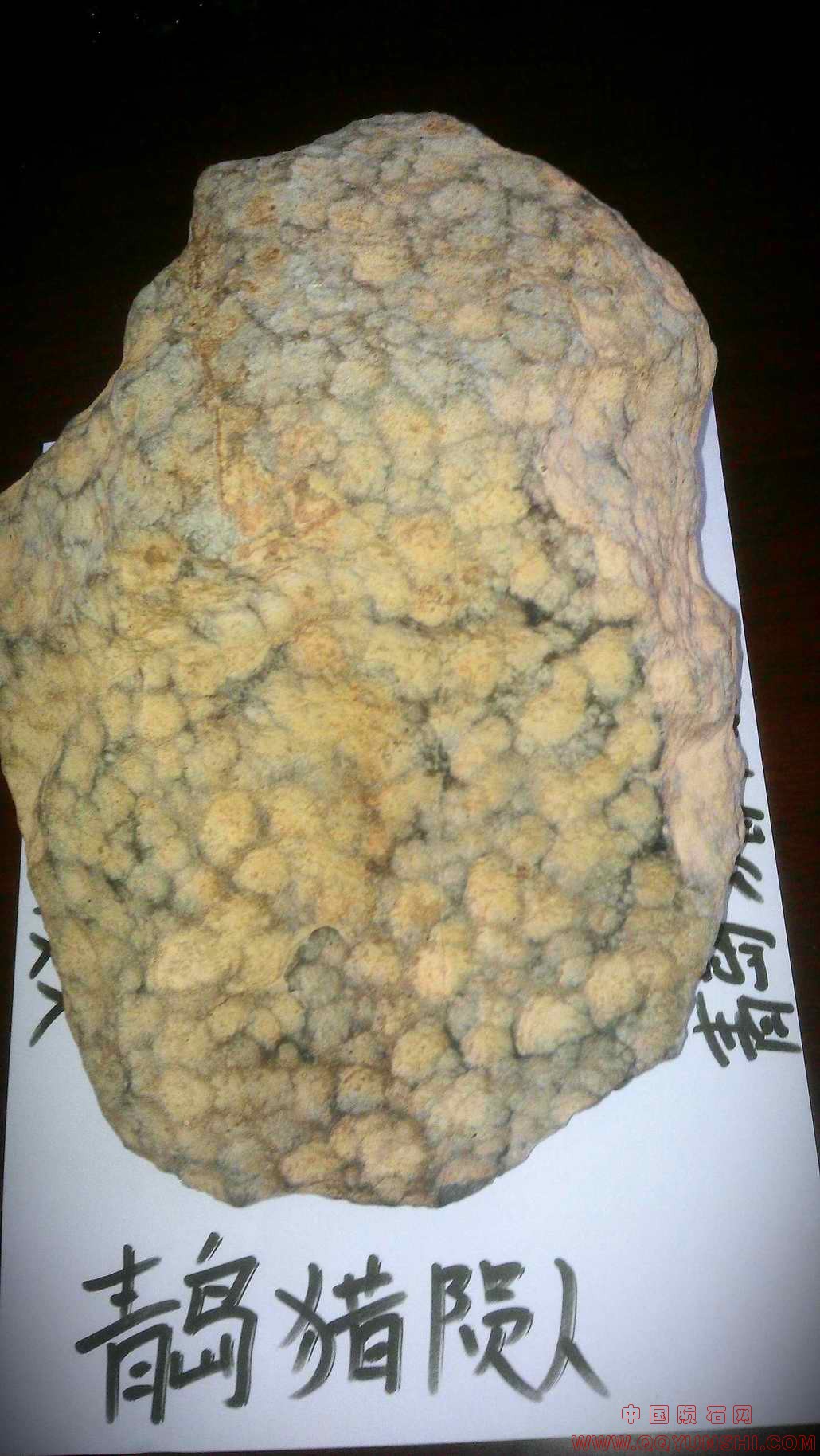 整体照片