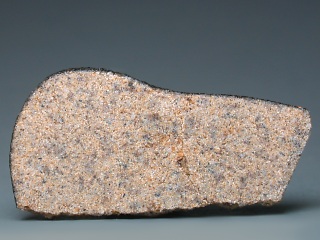 agoult_shinishi.jpg