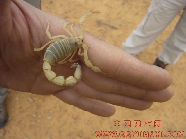 101监护人的陨石.jpg