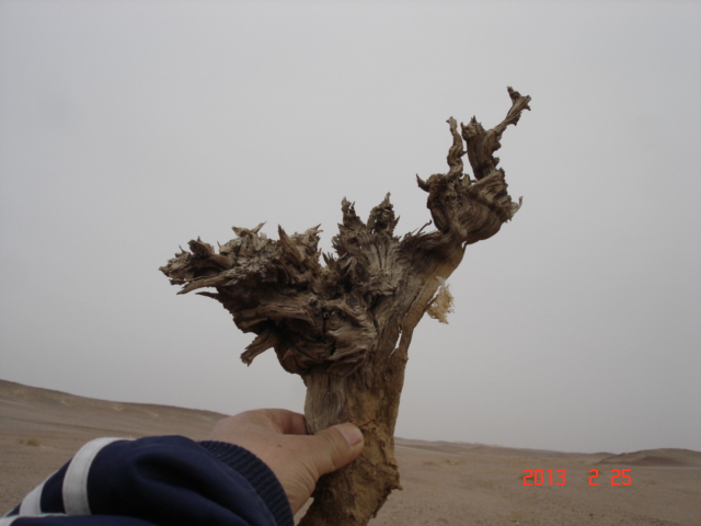 DSC09827.JPG