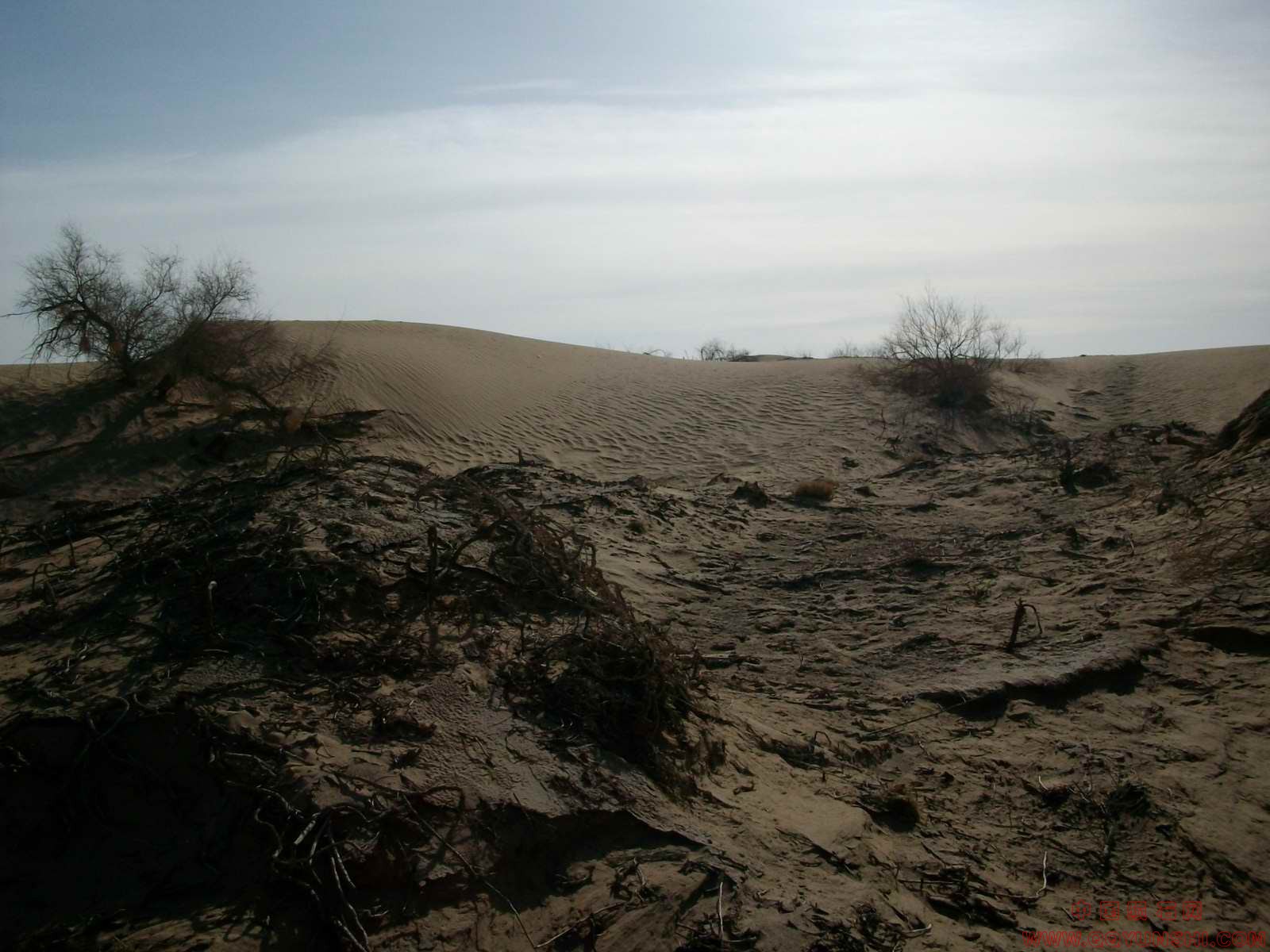 ALIM0556.JPG