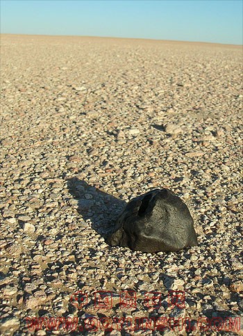 meteorite on desert pavement.jpg