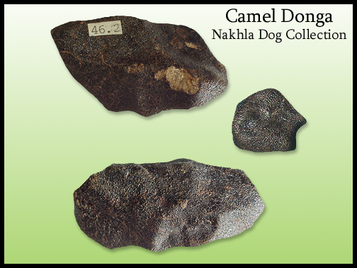 camel-donga_nakhladog.jpg