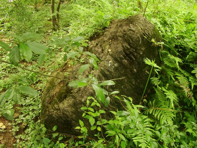 DSC03888.JPG