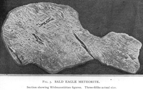 baldeagle2.jpg