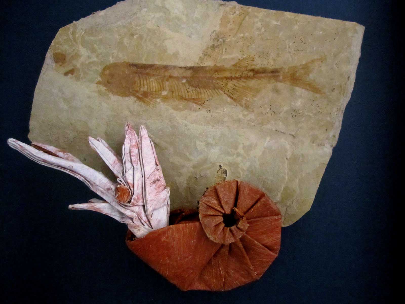 origami ammonoid 菊石3.jpg