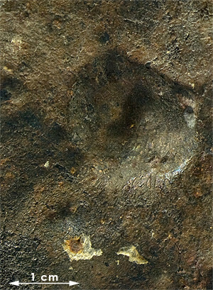 Fusion crust meteorite 020 Noktat Addagmar.jpg