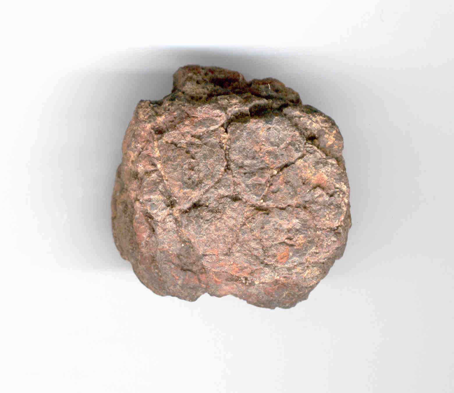 Wolf_Creek219grams.jpg