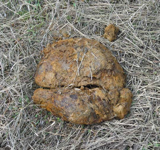 kolobok.jpg