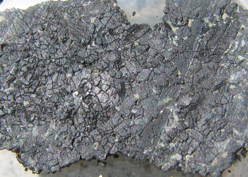 nwa 2737 6.jpg