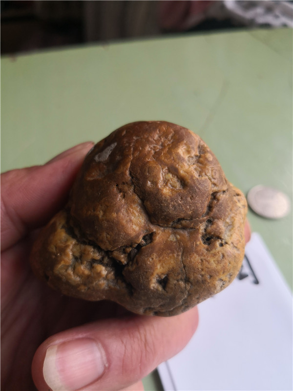 榆林附近菜园旁边草丛中发现。外壳很薄。有溶蚀坑。