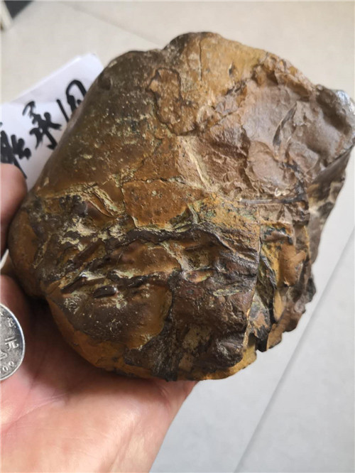 背面有结痂。