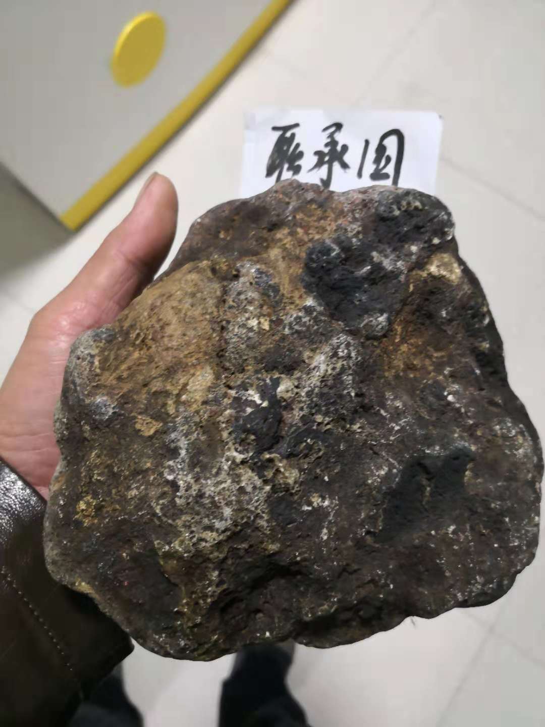 背面特征