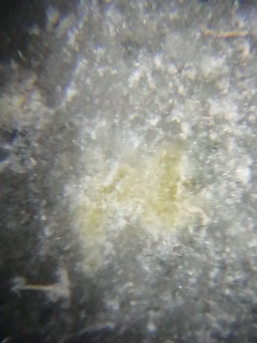 IMG_20201128_105604.jpg