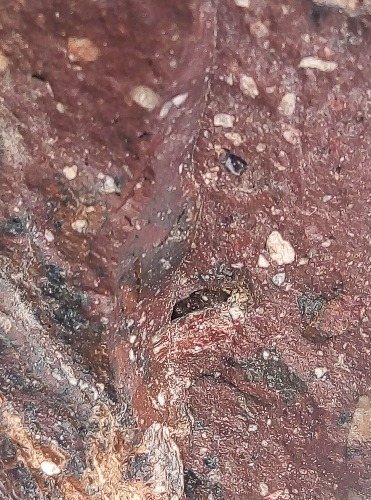 JPEG_20210110_134518_.jpg